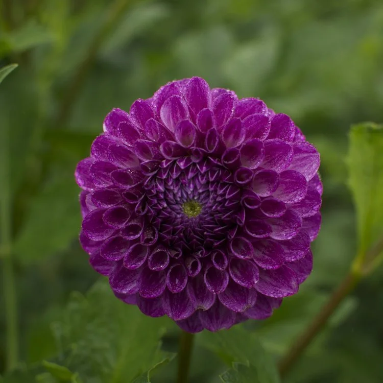Ronann Royal — Veggies to Table